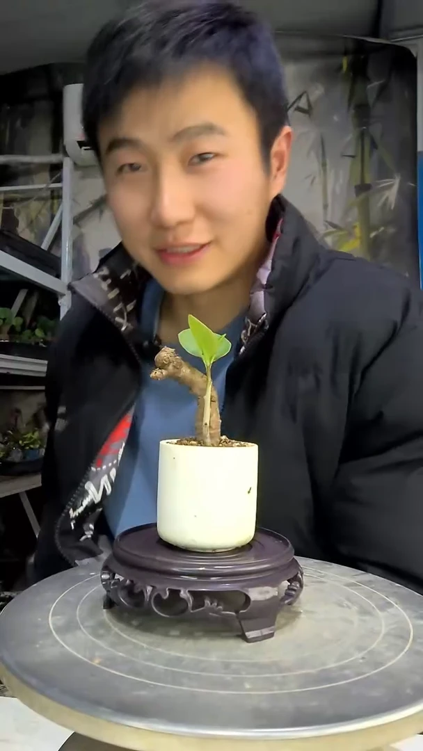 m**o中青园艺一物一拍花401