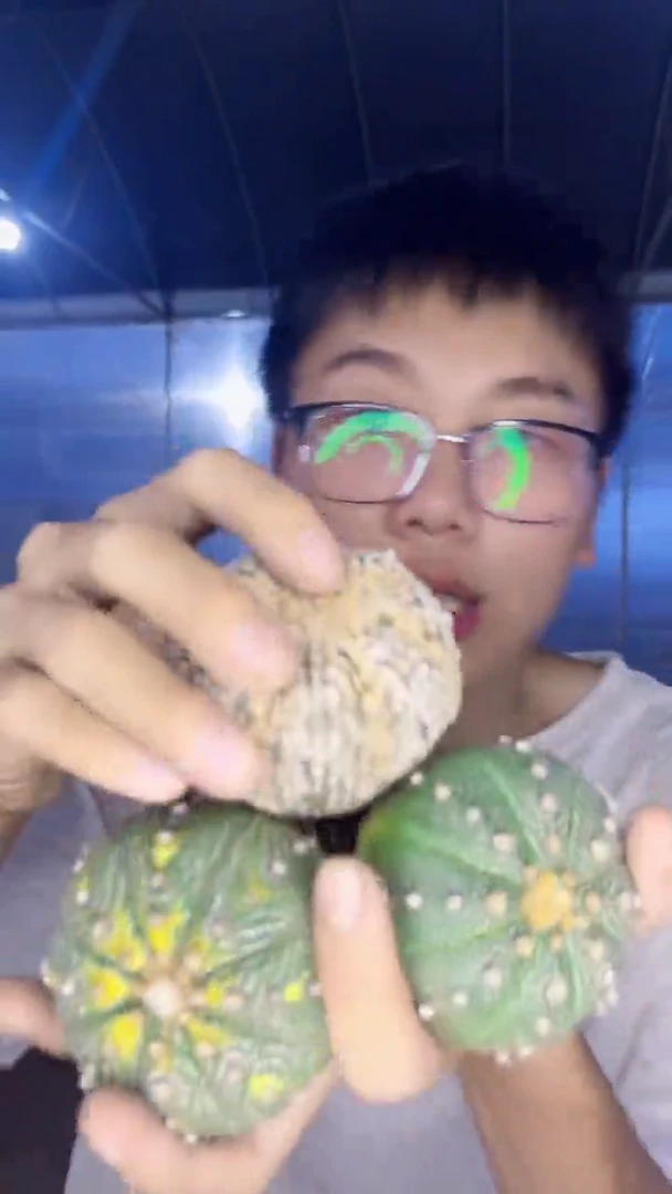 浓白兜+2颗 星兜【实生根】4-6cm