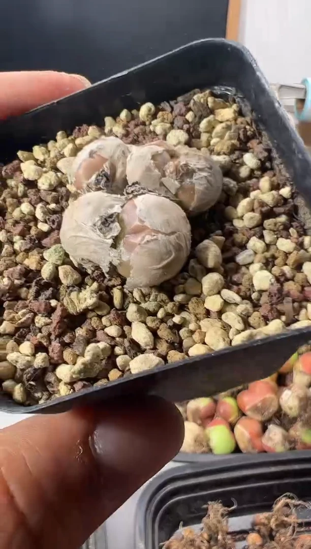 一物一拍         632