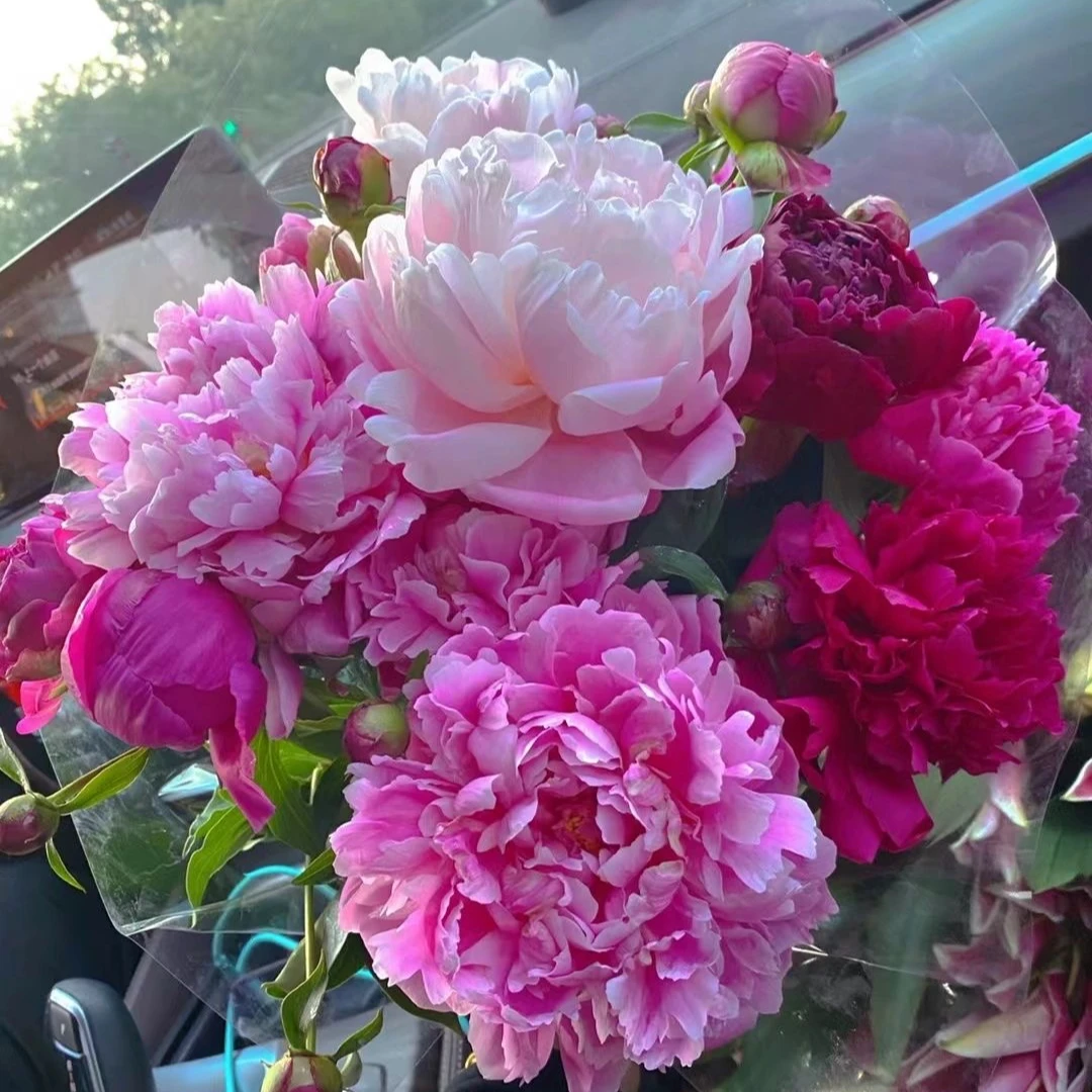 【红粉混搭】山东重瓣大芍药大花苞菏泽基地直发