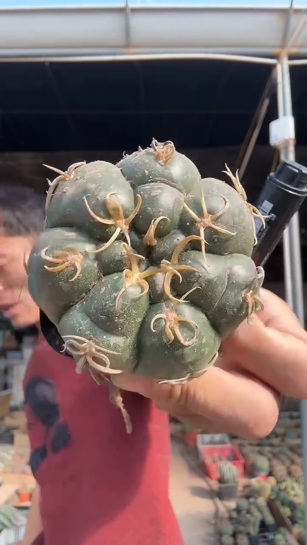 实生卷刺海王15.99
