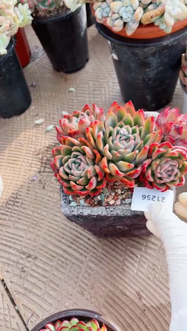 【闪购商品】21256