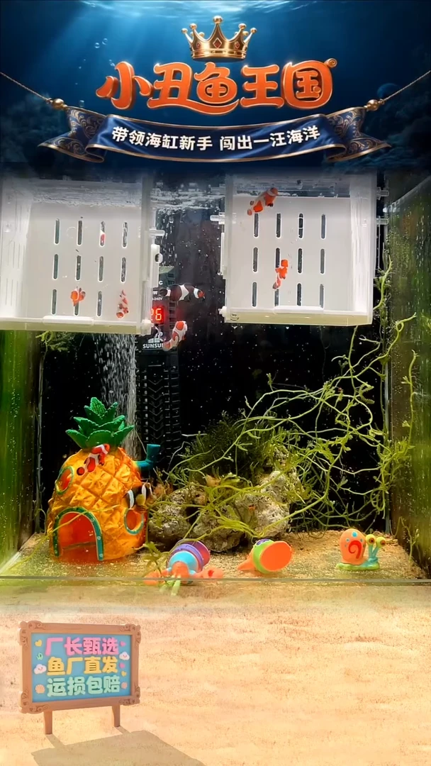 海水直播基地一对连尾达芬奇