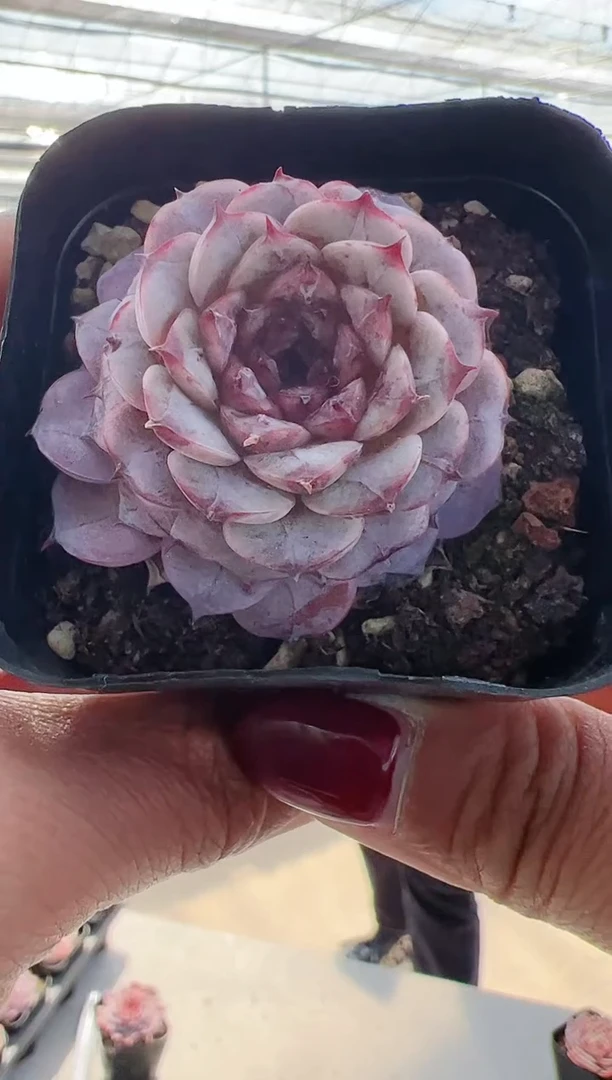 【闪购商品】晶-19