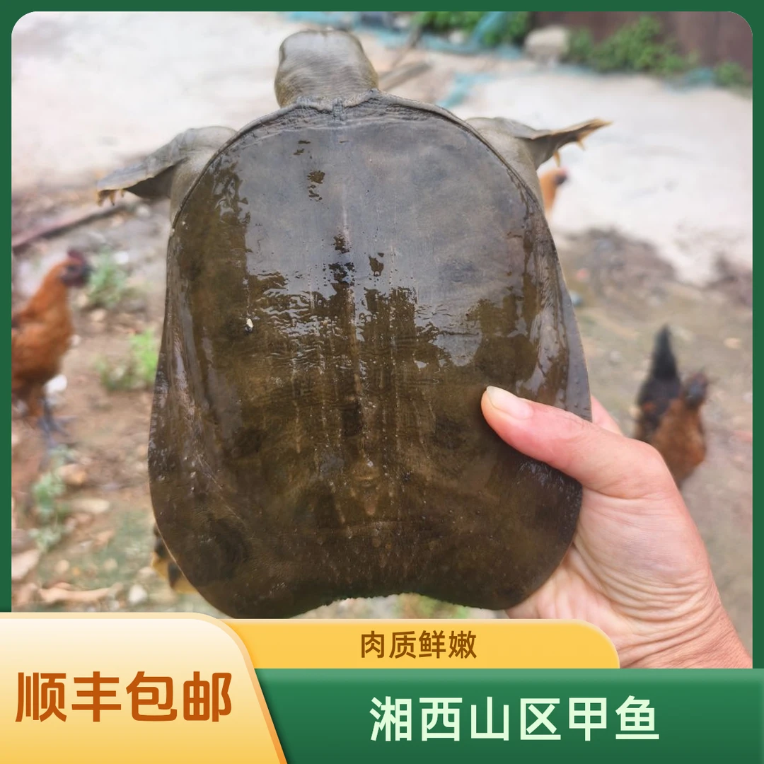 山区甲鱼水鱼团鱼山甲溪流甲