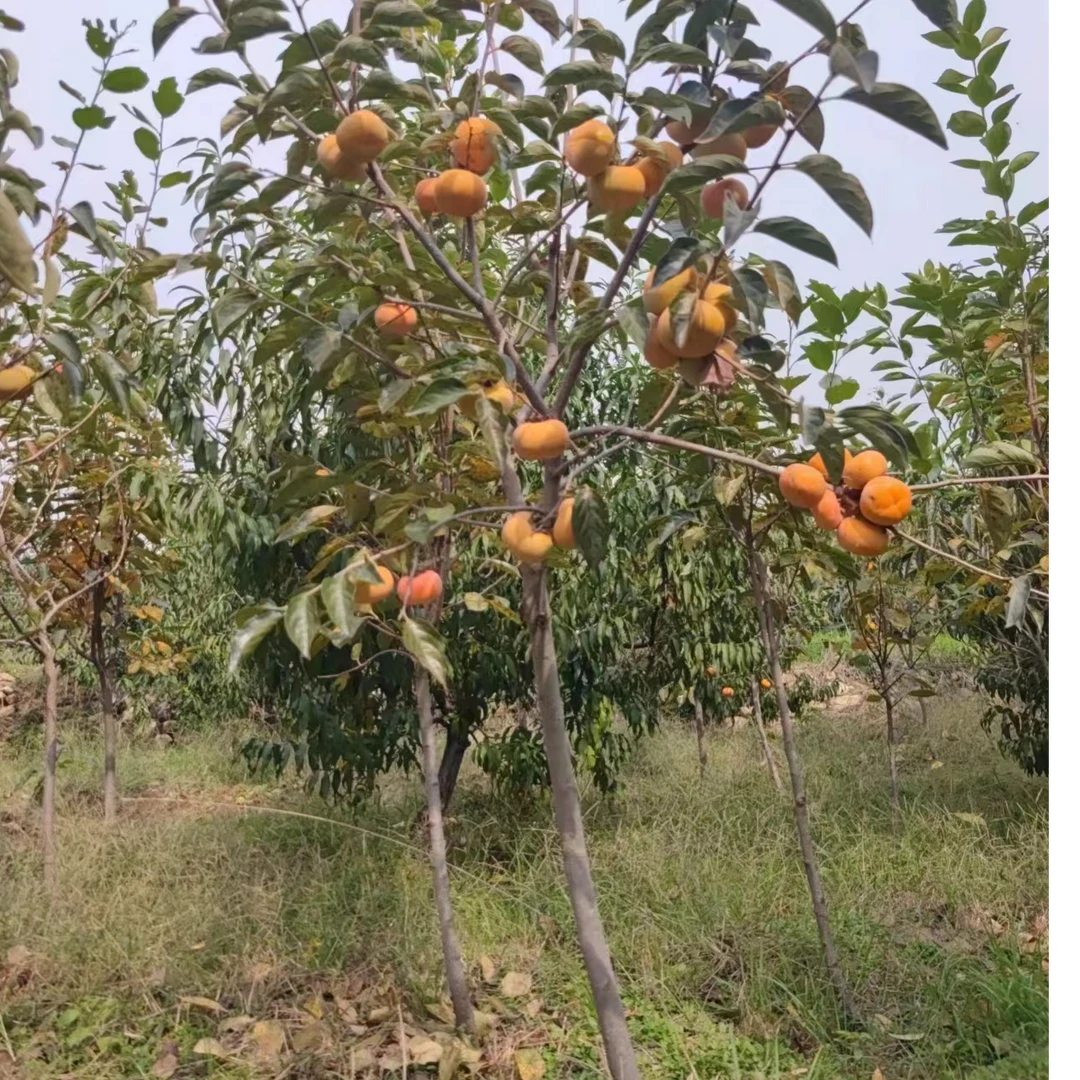 大柿子树阳丰脆甜柿子太秋甜柿树吉祥树庭院栽种