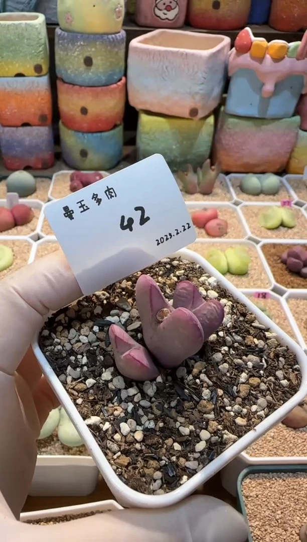 【闪购商品】25.2.22-42小黑的华丽