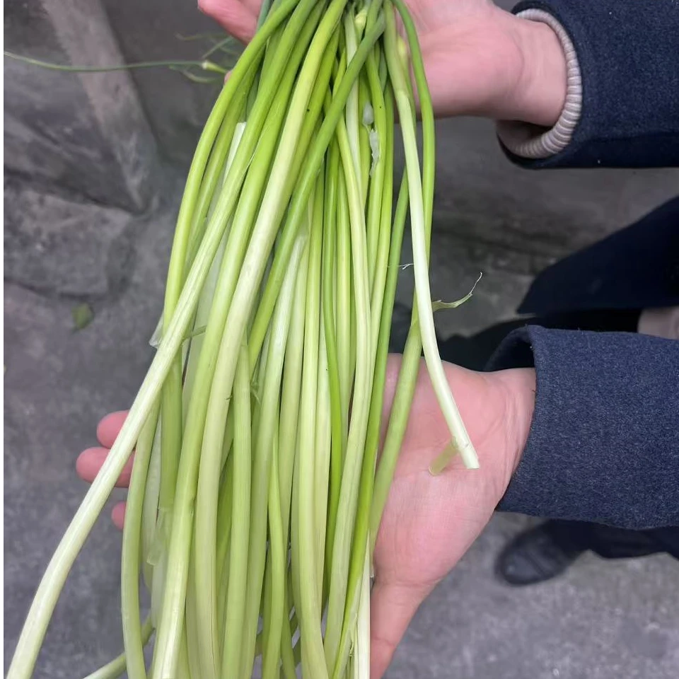 谢支书推荐 现摘蒜薹