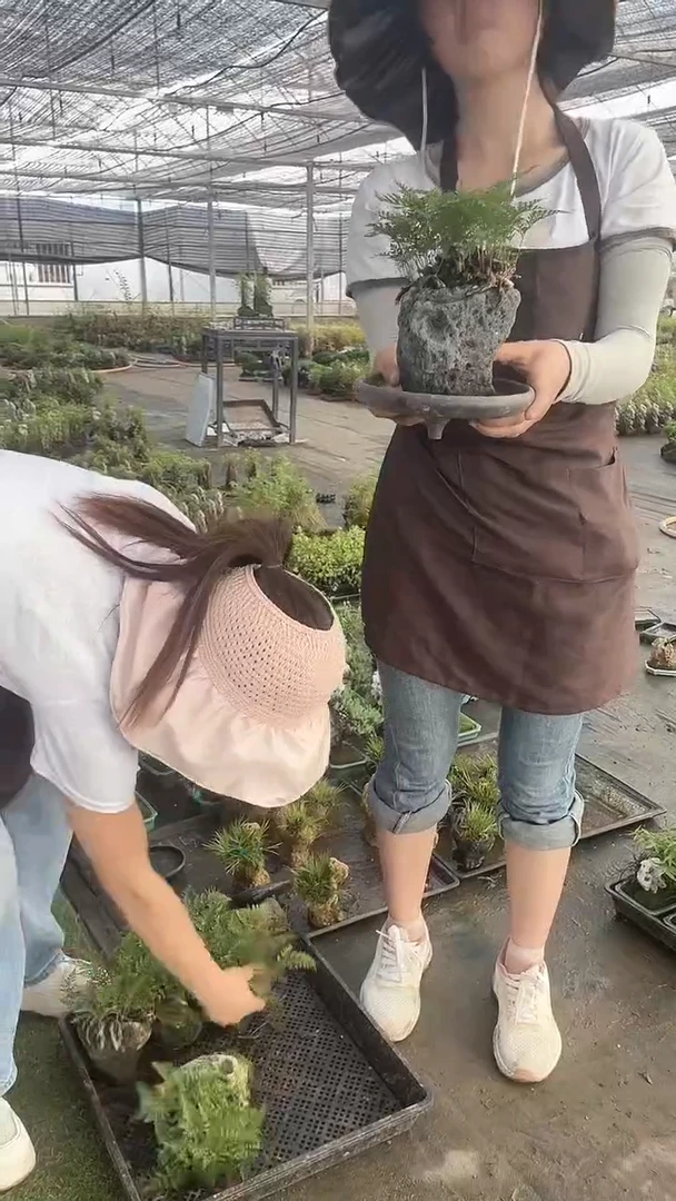 无花朵黑色中号附石狼尾蕨