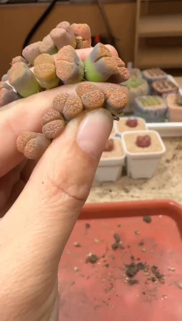20-218多肉植物肉锥