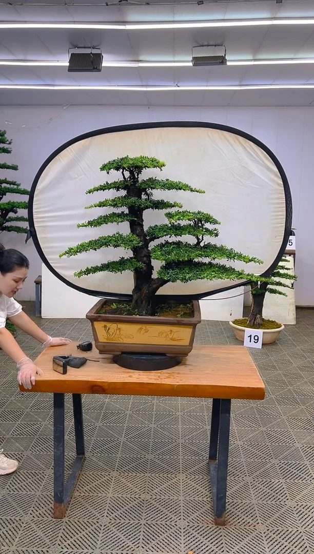 无花朵一物一拍一物一拍