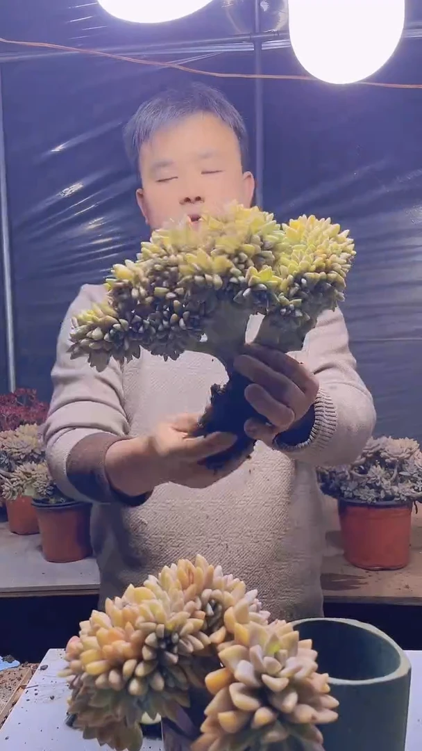 【闪购商品】缀化薇270