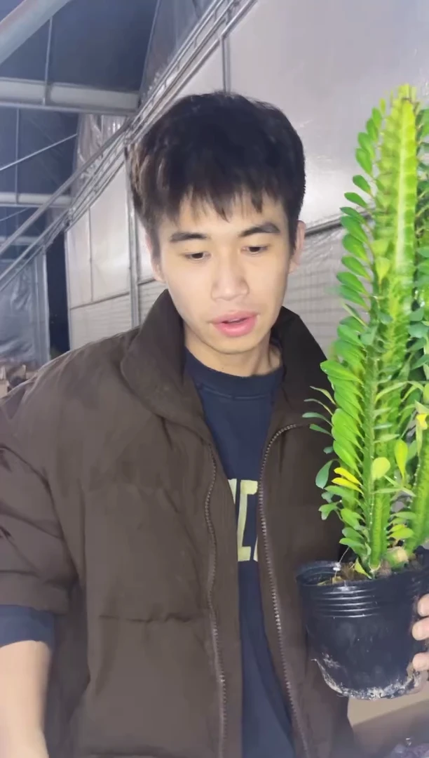 【闪购商品】绿龙骨 高28cm+