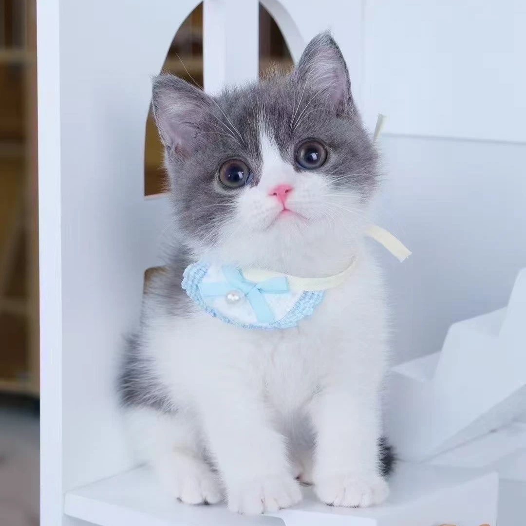 【联宠御猫】精品猫/品种猫/性格好/金点/金渐层/蓝白/英短/英长