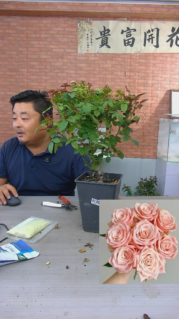 当前无花朵，栽培后可花朵杏仁奶糖