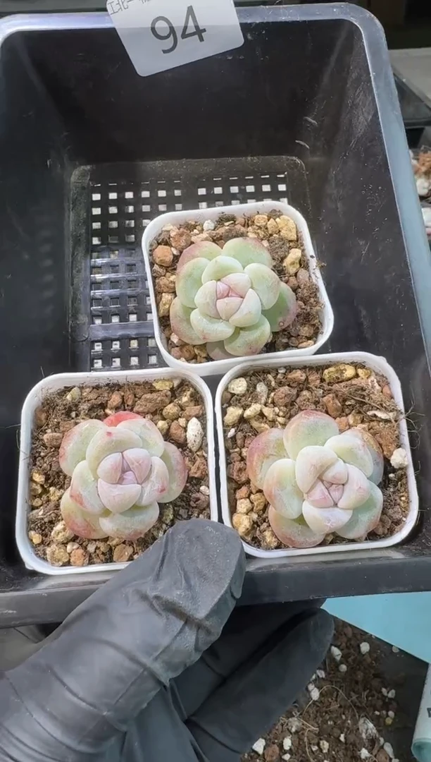 【闪购商品】94号到手1框--江北一物一拍