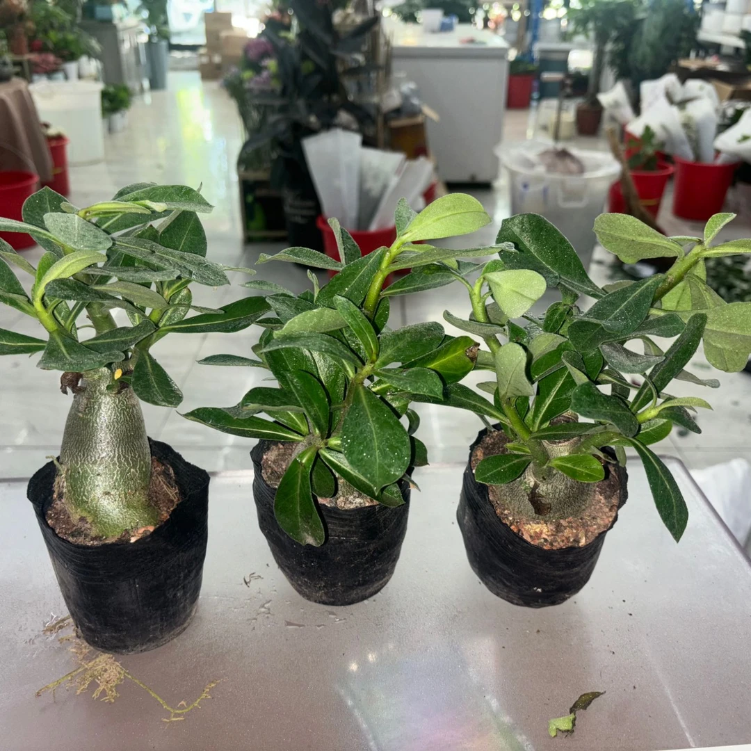 【精品沙漠玫瑰】2盆