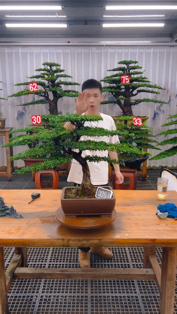 无花朵精品盆景直播间一物一拍