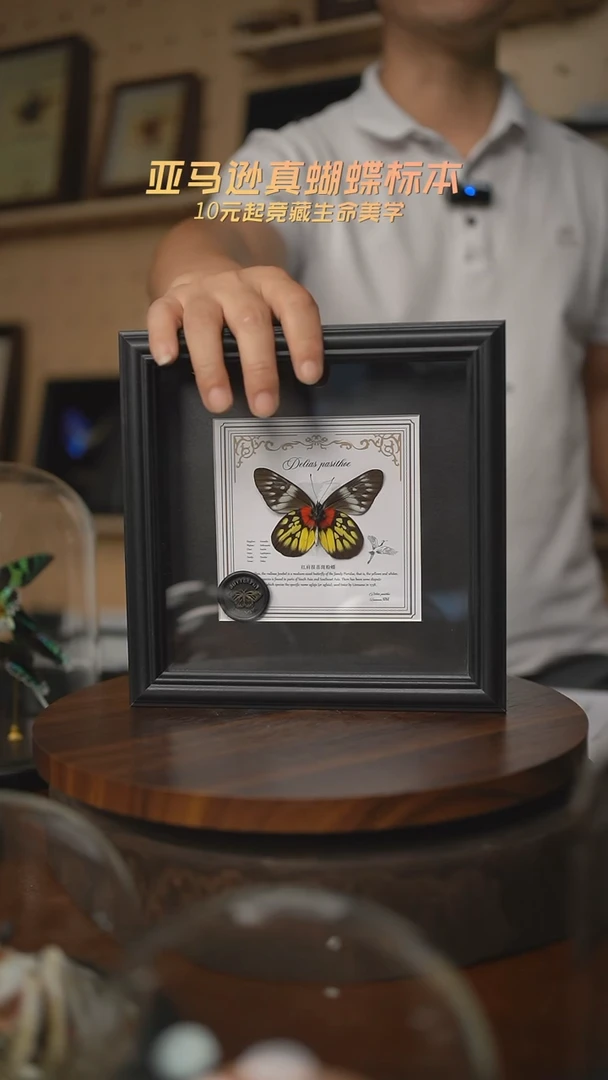 红肩报喜斑粉蝶盲盒版