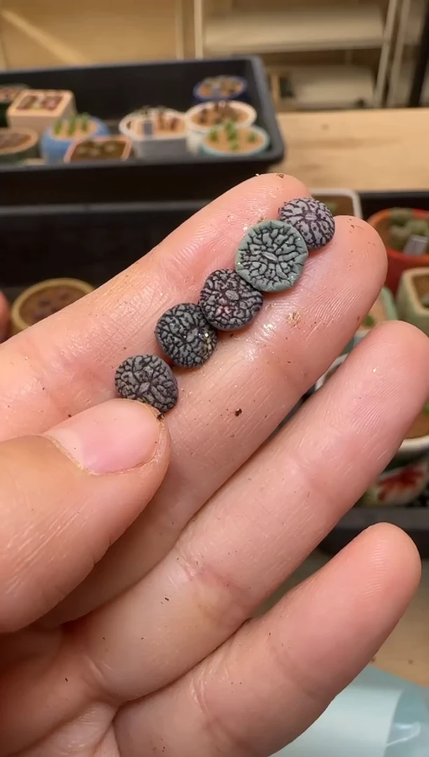 【闪购商品】7-82``