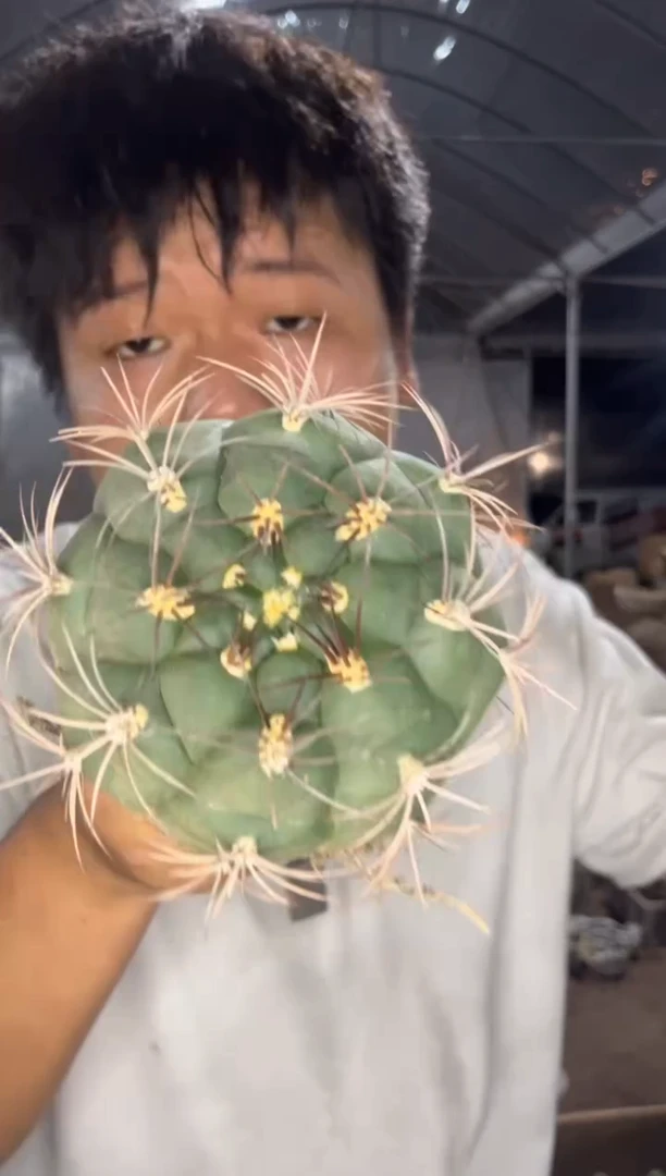 实生根 新天地 8-11cm