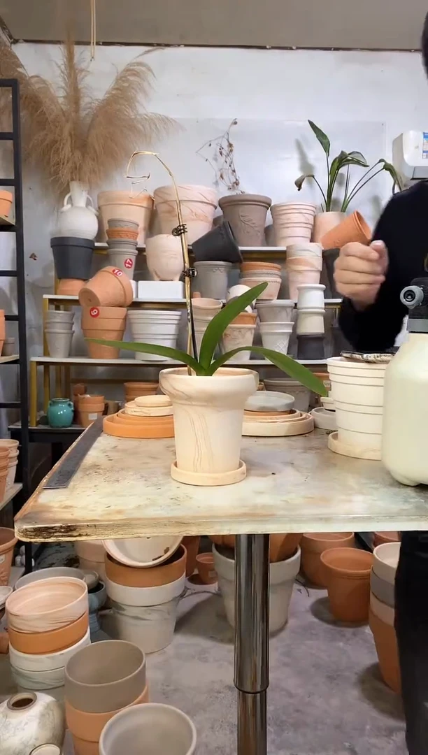 13*13玛奇朵蘑菇 1盆1托