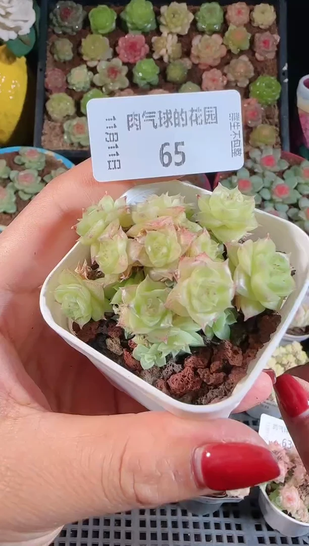 1111-65群生不包整
