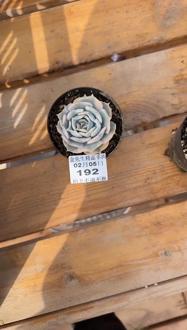 【闪购商品】0205-192丽娜莲锦80#