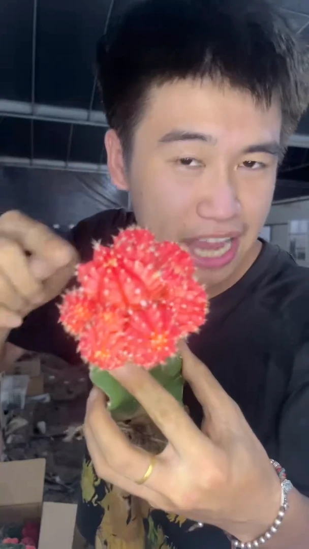 3颗 橙红彩带【嫁接】