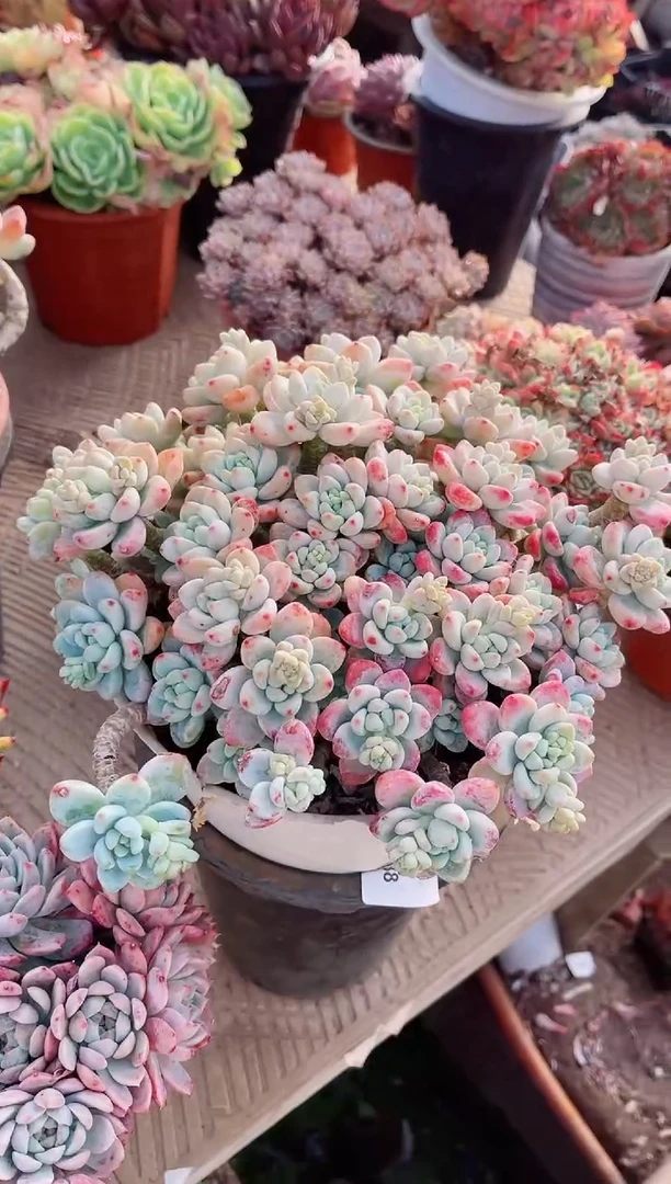 【闪购商品】23234