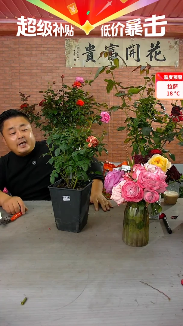 当前无花朵，栽培后可花朵果汁飞溅