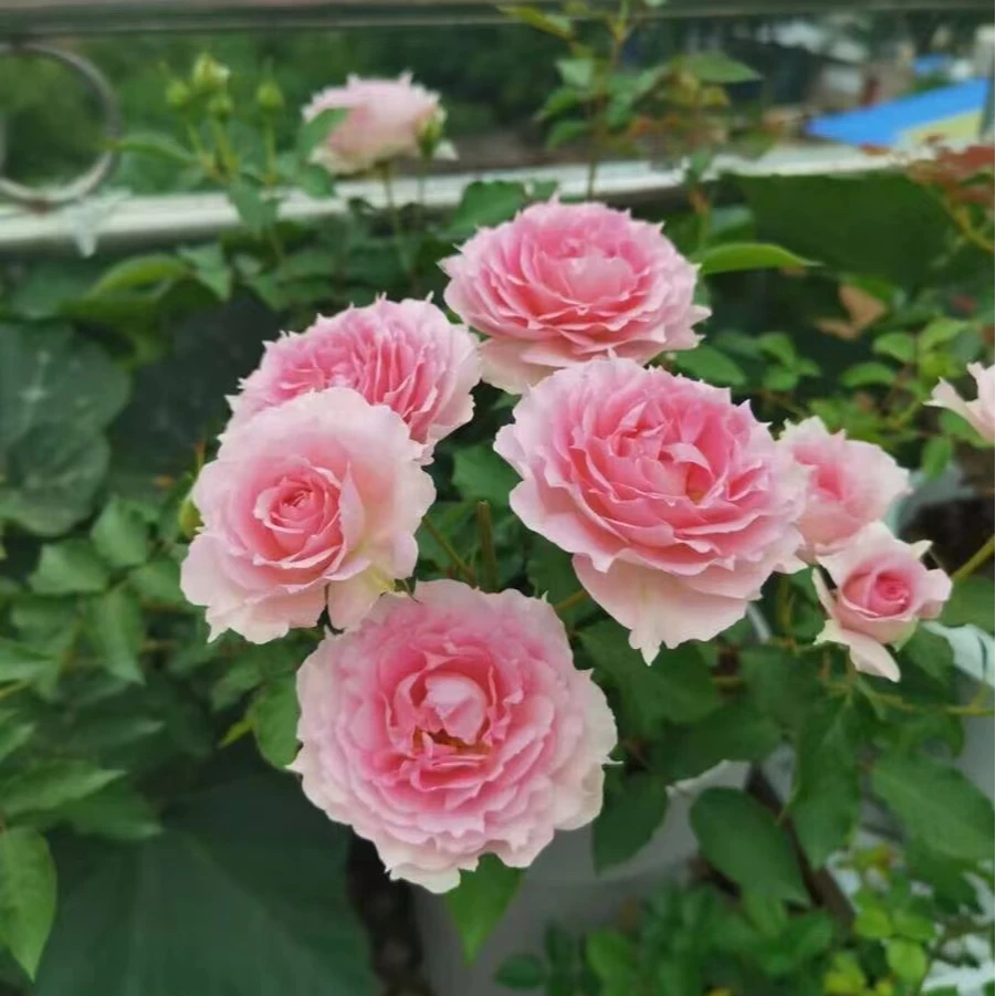 扦插中苗土球发【粉天方】娇滴滴的美人尖月季