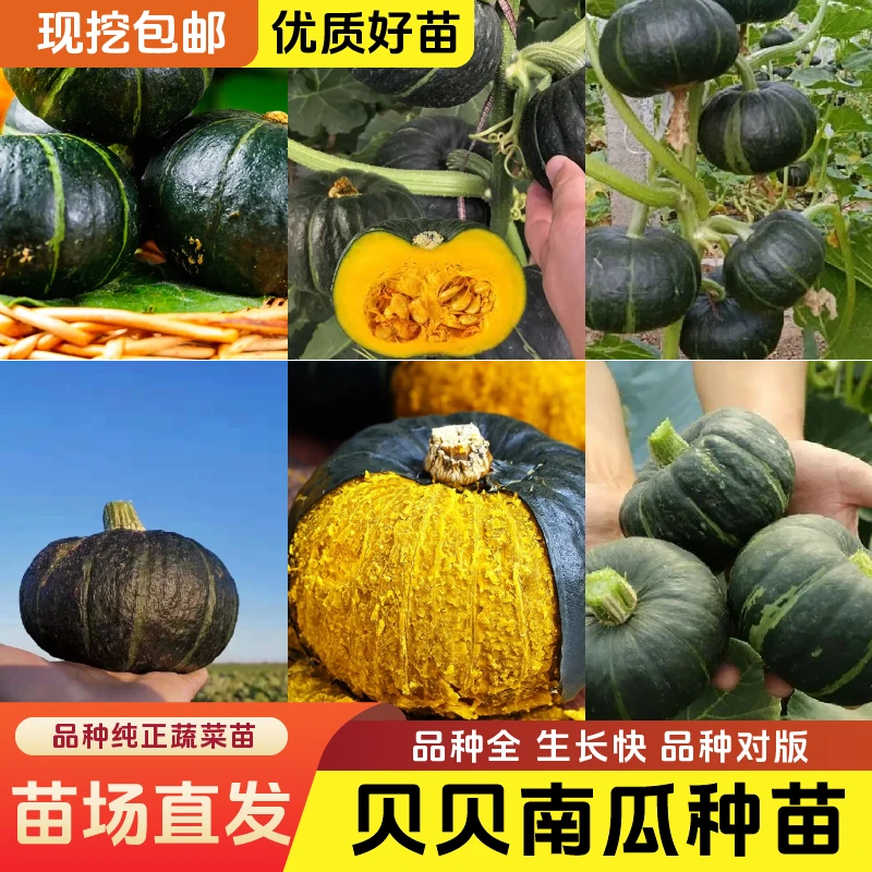 【优质壮苗】板栗味真贝贝南瓜苗南瓜种子带土球香甜粉糯蔬菜苗
