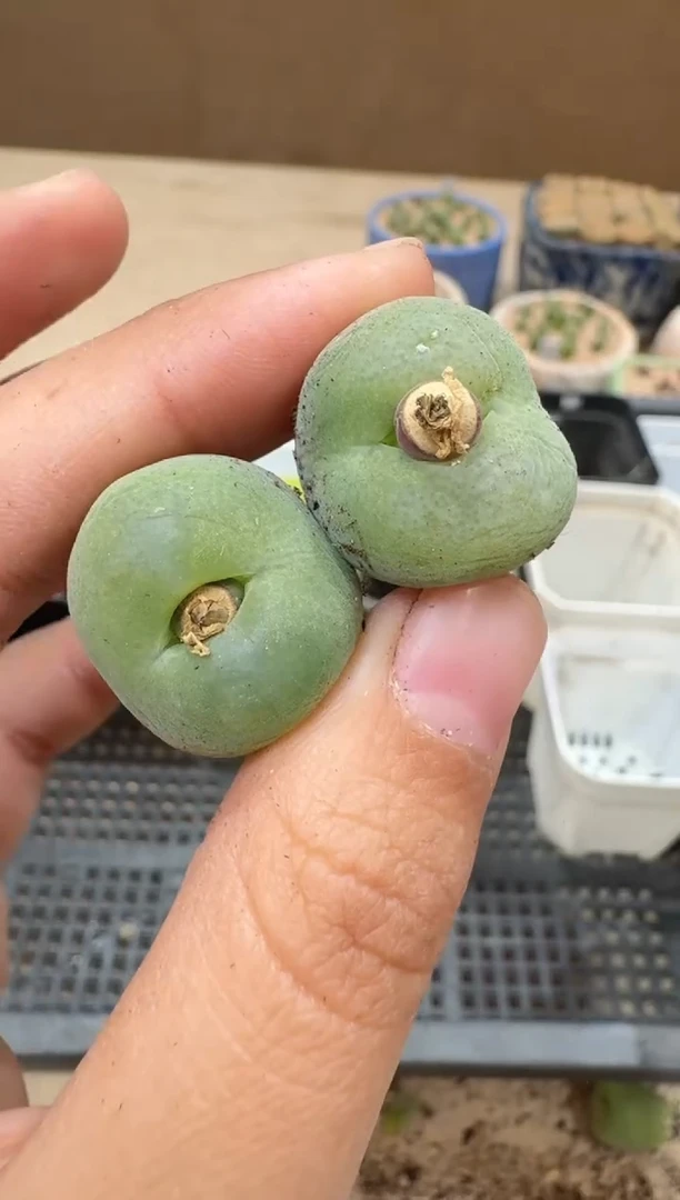 多肉植物肉锥16-87