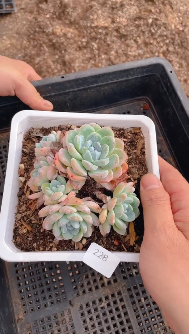 228冰玉6头起发        量拍