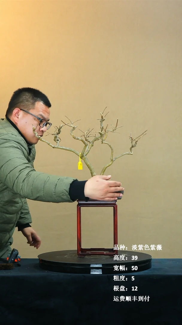 【闪购商品】1紫薇