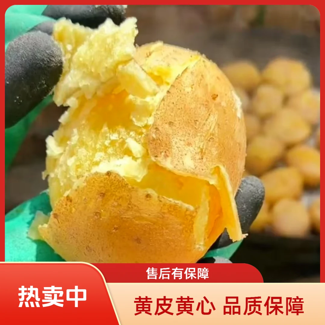 陕西高山沙地黄皮土豆9-10斤带箱黄洋芋新鲜马铃薯-16