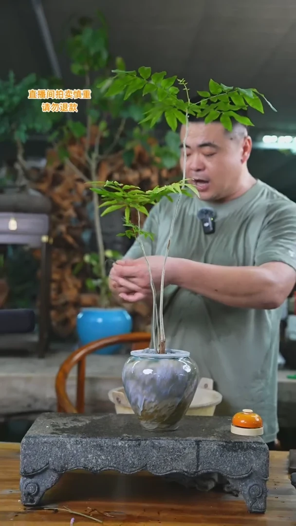 当前无花栽培后可以开花124无患菩提+