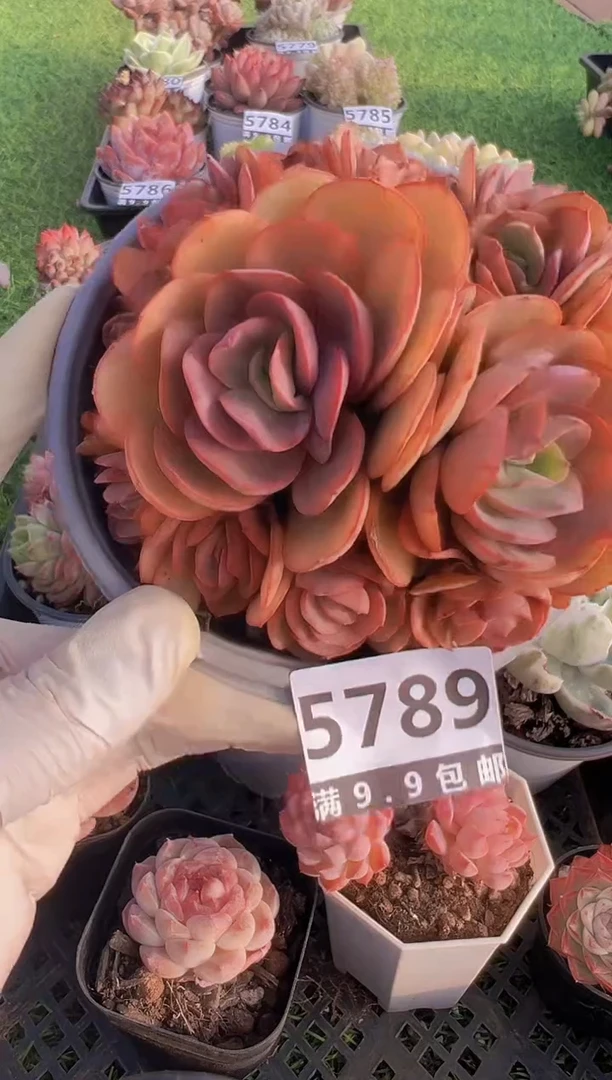 【闪购商品】信福多肉一物一拍