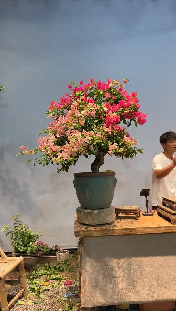 无花朵aa三角梅专场一物一拍20