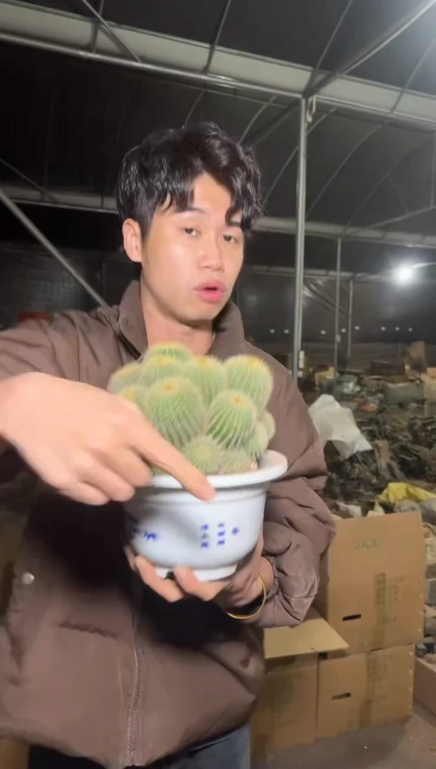 超大 金冠群生【带根】12-16cm