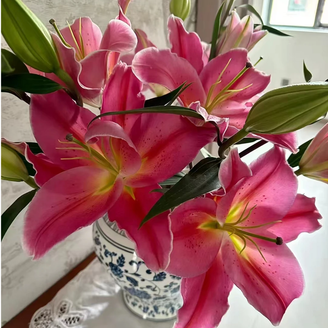 红糖果香水百合鲜花插花东北基地发货顺丰包邮养护观赏优质办公室