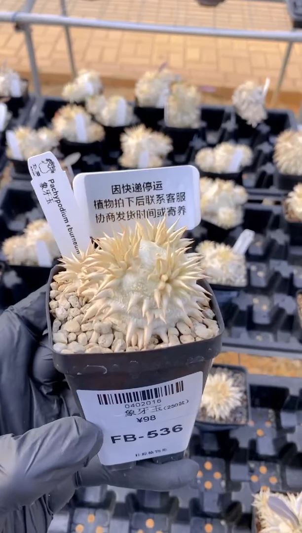 【闪购商品】象牙玉FB-536