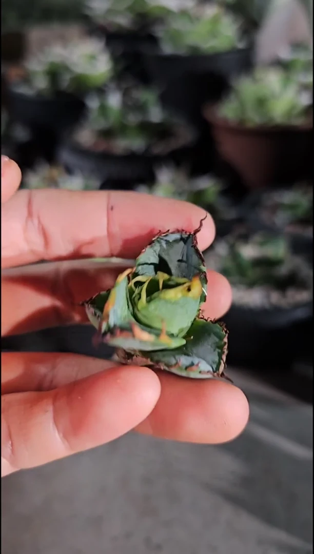 蓝肌籽播实生-顶芽(直播竞拍/基因保证/非组培)