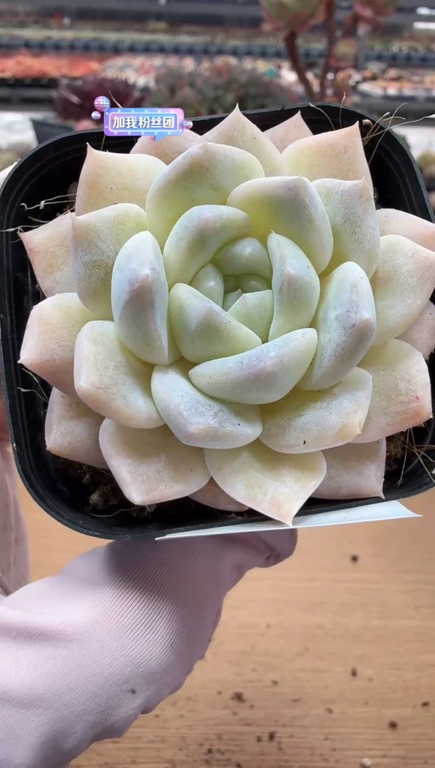 东云多肉园二店-75