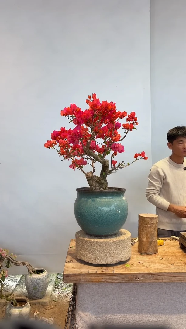 以实际为准三角梅38