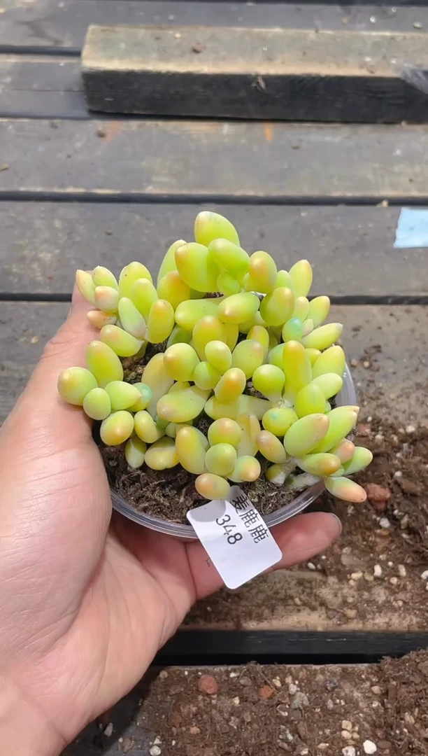 348芒果奶      量拍
