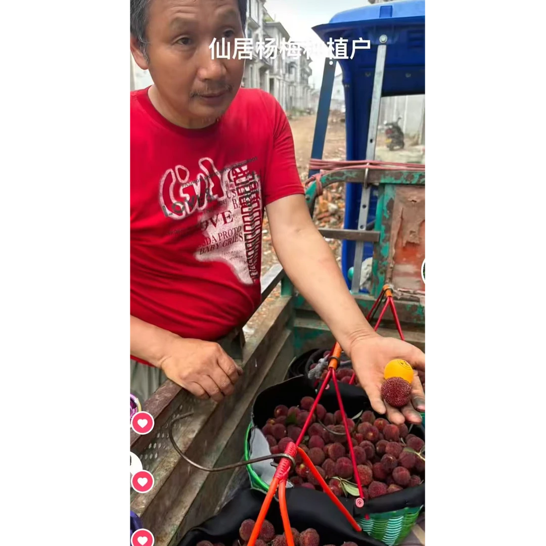 （一物一拍）东魁黑炭白水晶嫁接好盆栽绿植