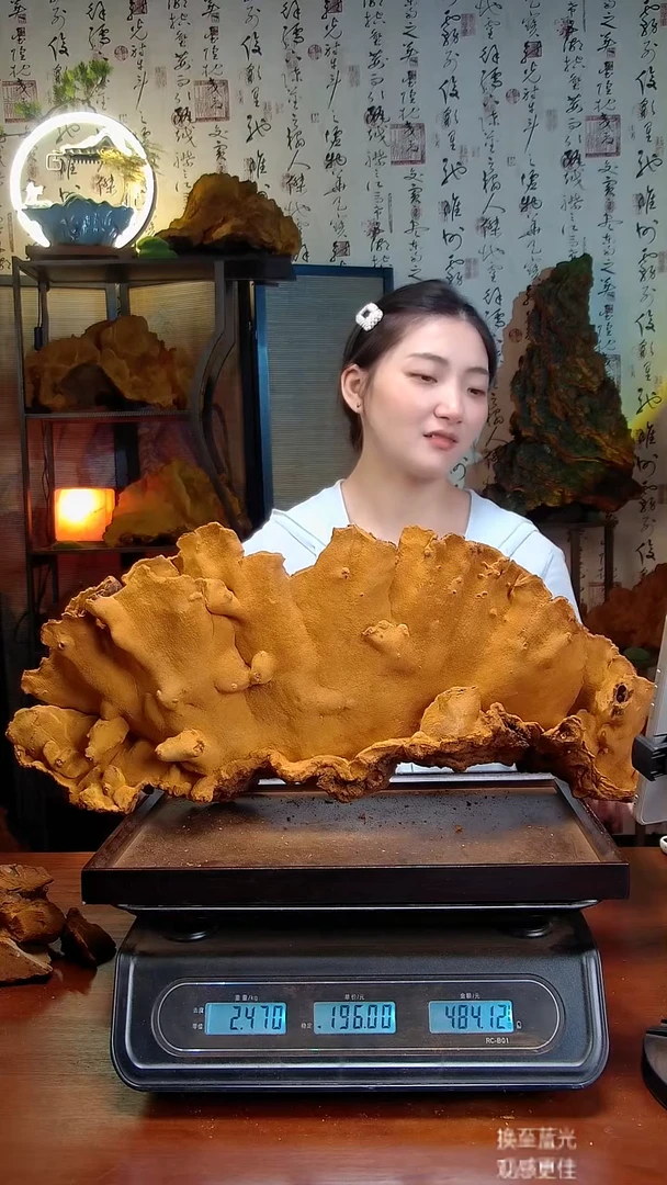 松针层孔菌中国大陆【藏区】松树桑黄（4.94斤）60-70年份