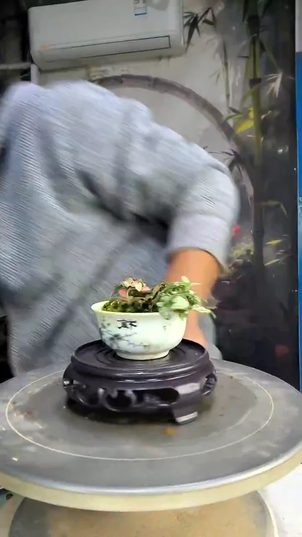 た***よ中青园艺一物一拍145